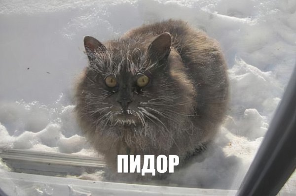 Дорогой ты впустил кота вечером