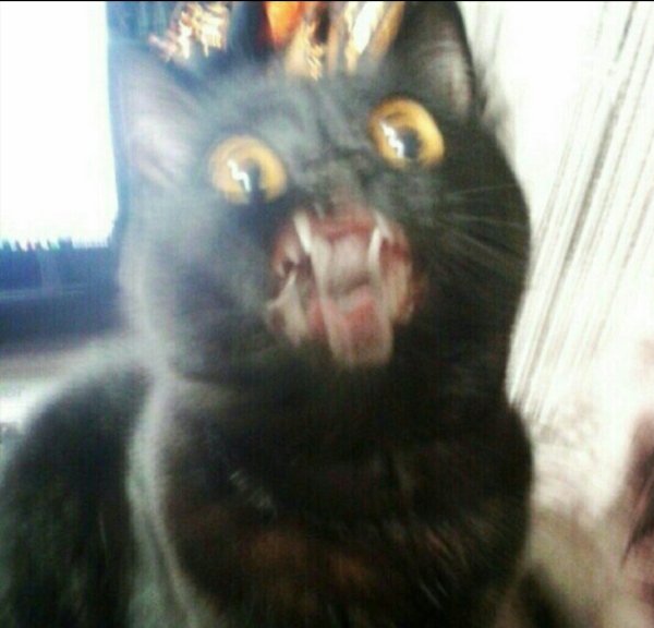 Смазанный черный кот