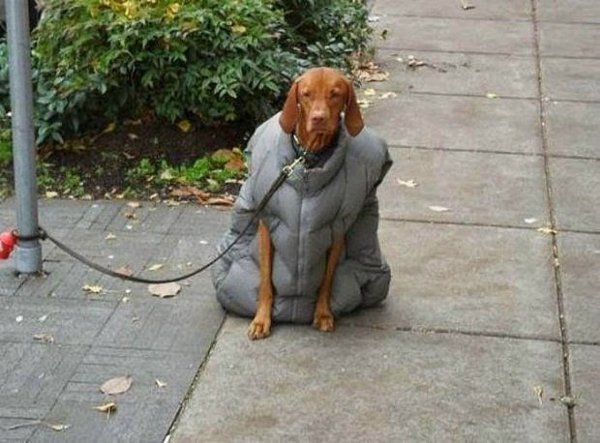 Пес в пальто