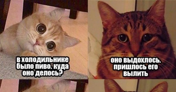 Мемы довольный кот