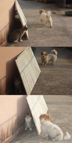 Кот скрывается от собак