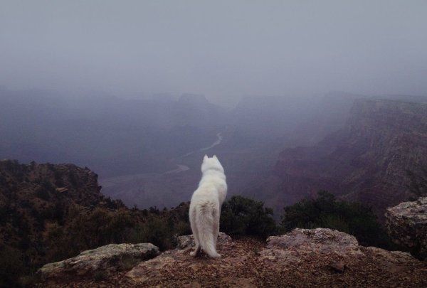 Собака в горах