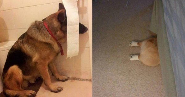 Собака прячется