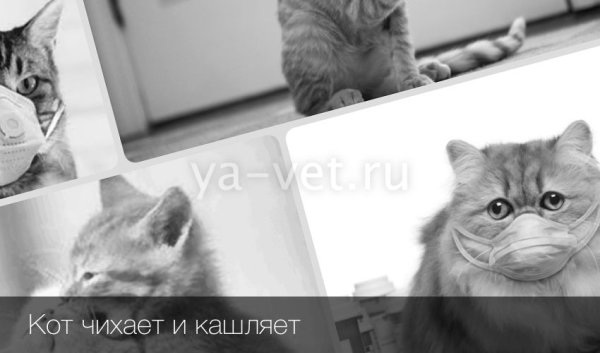 Кашляющий кот