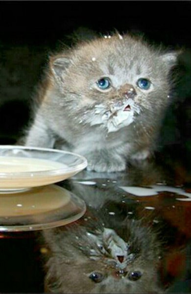 Котенок ест сметану