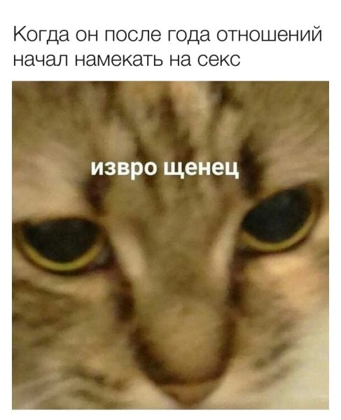 Кот Мем