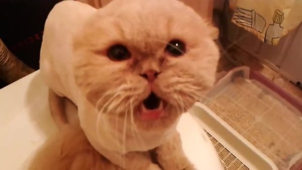 Кот с выбритой головой