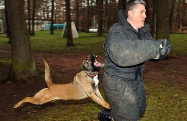 Собака вцепилась в руку