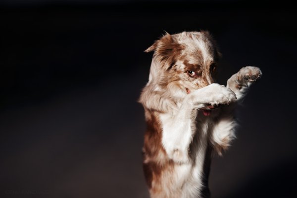 Бордер колли выполняет трюки