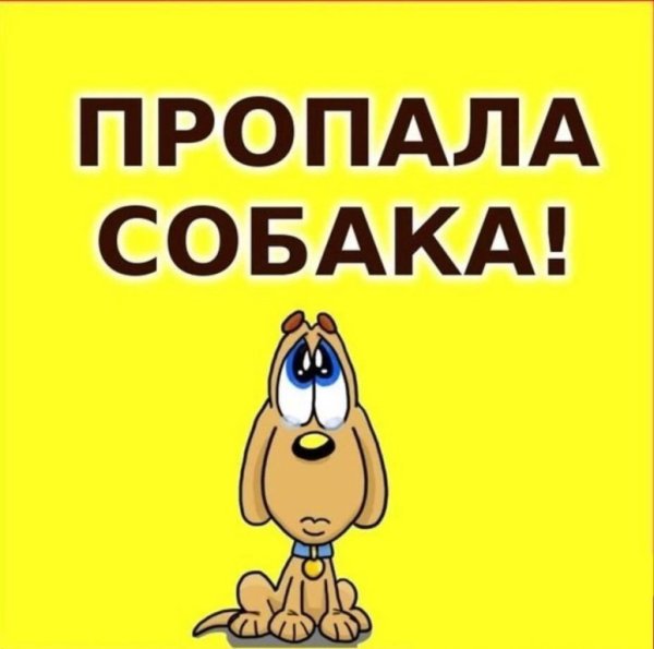 Пропала собака