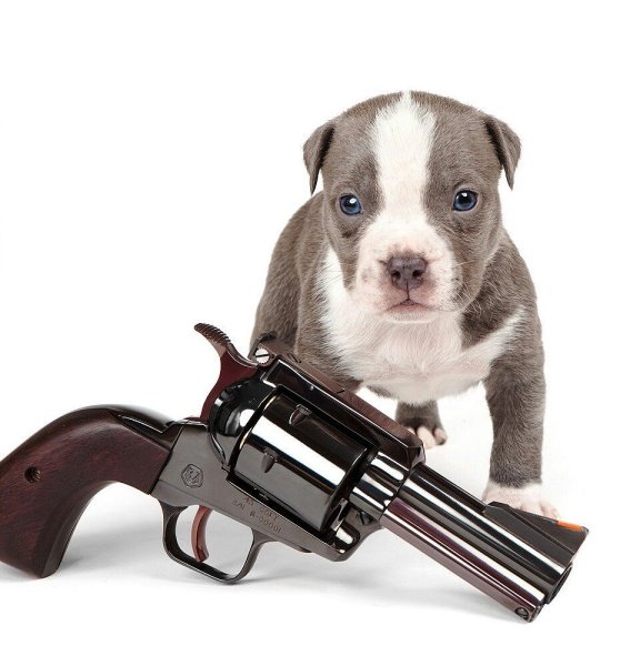 Собака с пистолетом