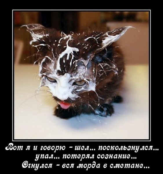 Кот в сметане