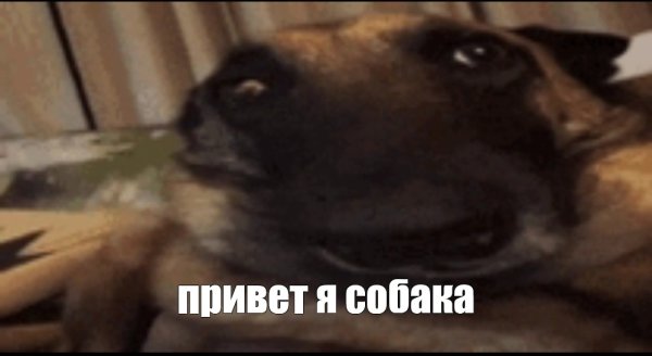 Собака из мемов