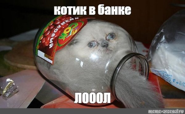 Коты в банке мемы