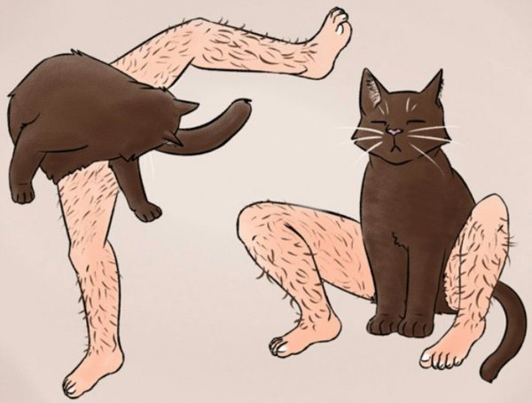 Кот с человечьими ногами