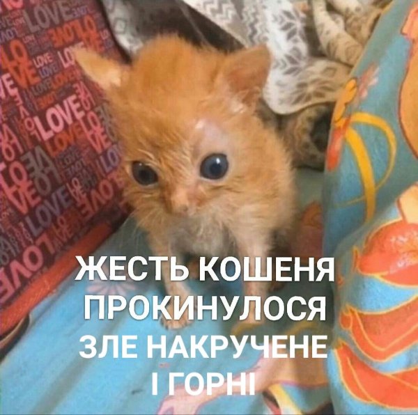 Котенок проснулся потный голодный