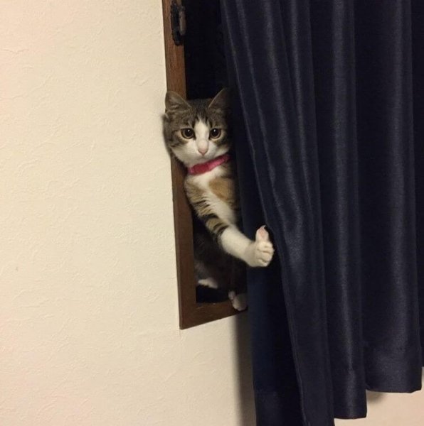 Кот за шторой