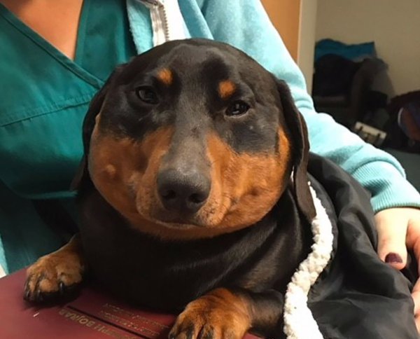 Самая жирная такса