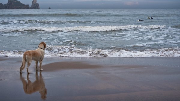 Собака на берегу моря