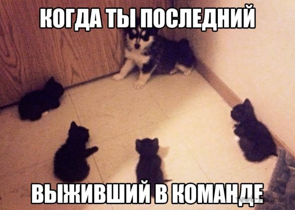 Кот зажатый в угол