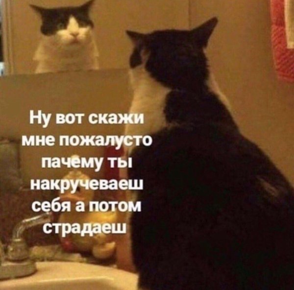 Котики для важных переговоров