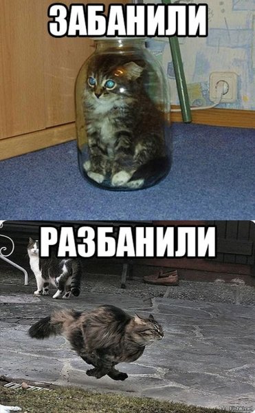 Мем кот в банке забанили