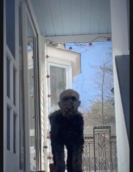 Постриженная собака с лицом человека