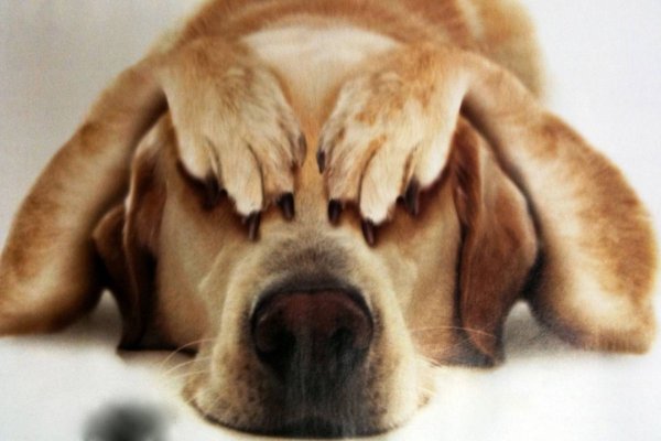 Стресс у собаки