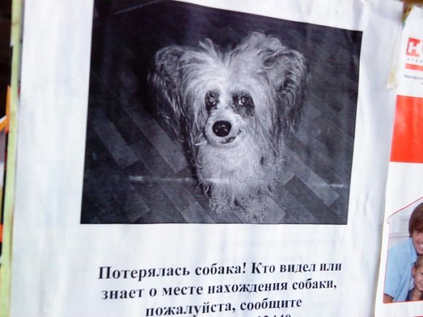 Потерялась собачка прикол