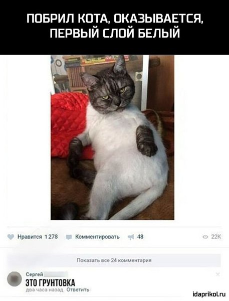 Бритый кот Мем