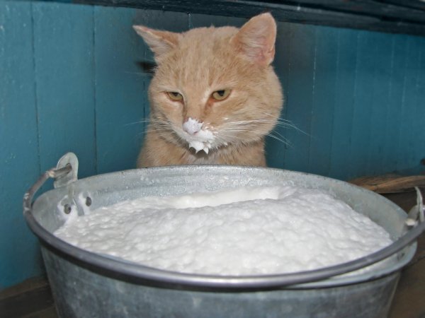 Кот с мордой в каше