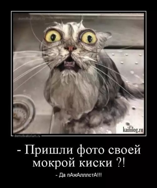 Смешные киски