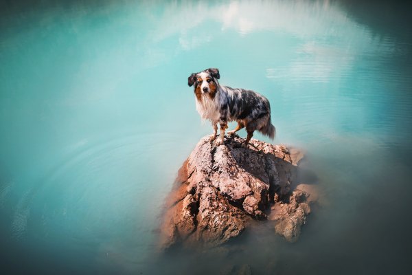 Собака в воде