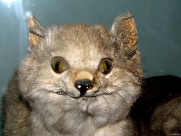 Упоротые коты