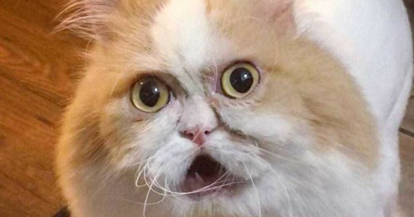 Сердитый кот