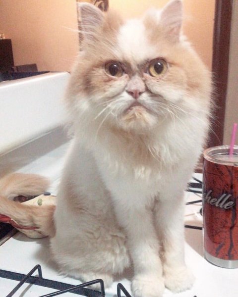 Знаменитый кот