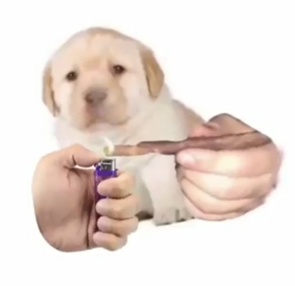 Собака с протянутой рукой