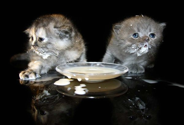 Кот в молоке