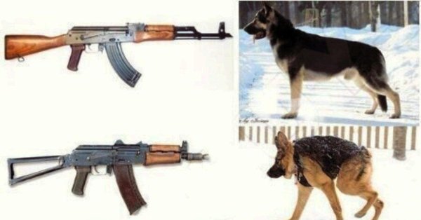 Автомат Калашникова сутулая собака
