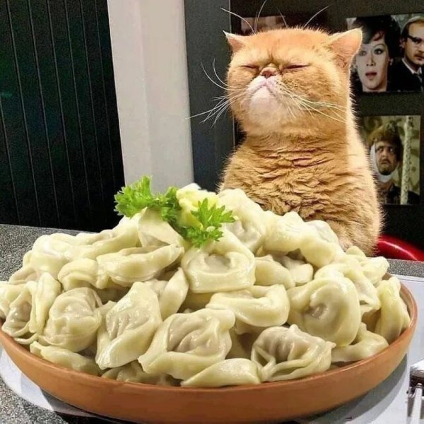 Коты пельмени
