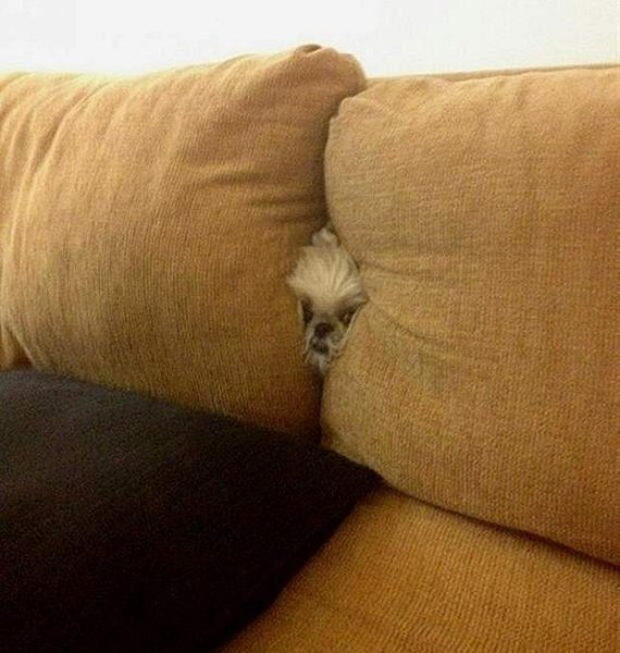 Кот спрятался