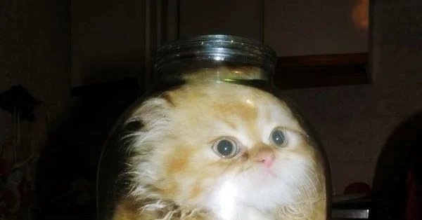 Котенок в банке