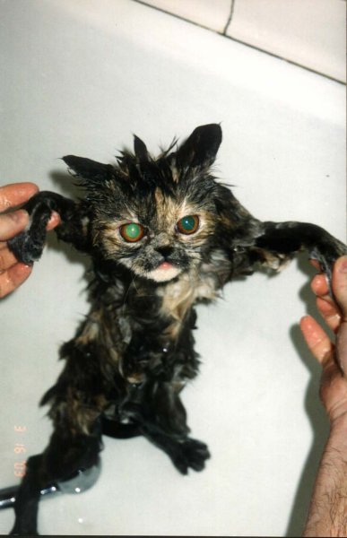 Мокрый котенок