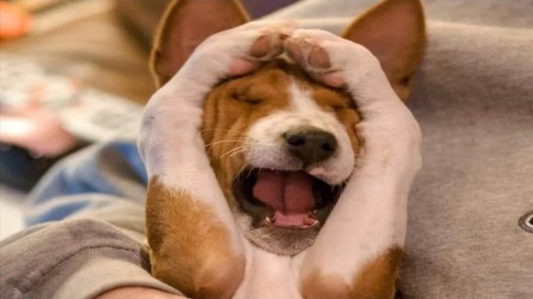 Собака прикрывает нос