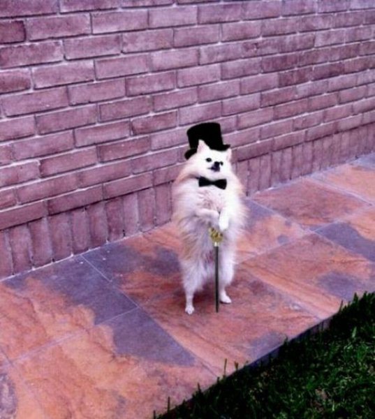 Собака интеллигент