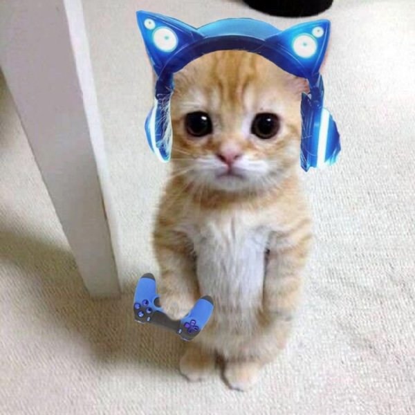 Смешные котята