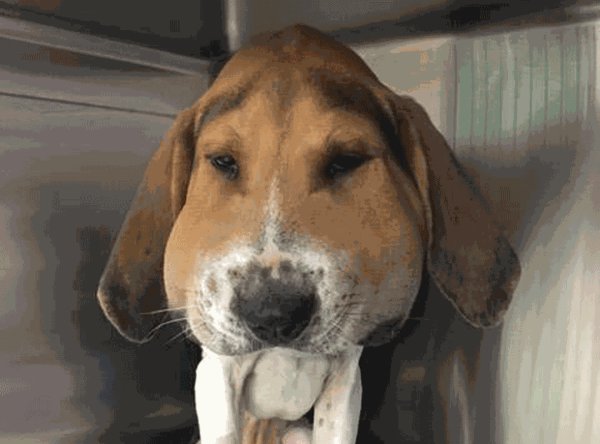 Собаку ужалила Оса