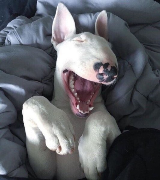 Бультерьер собака