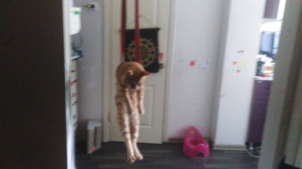 Мем кот спрятался от собак