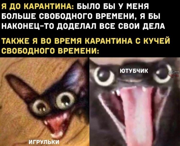 Мемы с котом